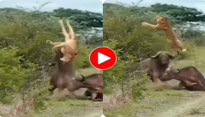 Viral Video : ತನ್ನ ಗೆಳೆಯನನ್ನು ಬೇಟೆಯಾಡಲು ಬಂದ ಸಿಂಹದ  ಮೇಲೆ ಎಮ್ಮೆಯ ಯಮಸ್ವರೂಪಿ ದಾಳಿ   