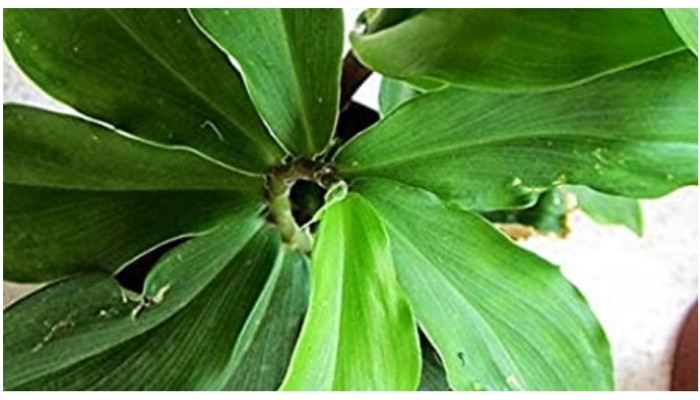 Insulin Plant: ಈ ಒಂದು ಎಲೆಯ ಸೇವನೆಯಿಂದ ಸಕ್ಕರೆ ಕಾಯಿಲೆಗೆ ಅಂತ್ಯಹಾಡಿ