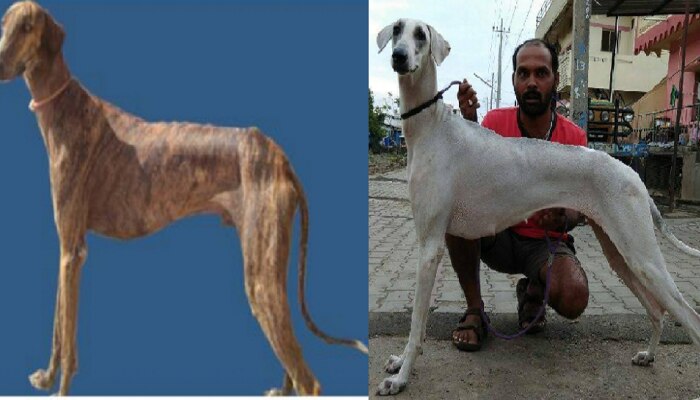 Mudhol hound: ಪ್ರಧಾನಿ ಮೋದಿಯವರ SPG ತಂಡಕ್ಕೆ ಸೇರಿದ ಮುಧೋಳ ಶ್ವಾನ