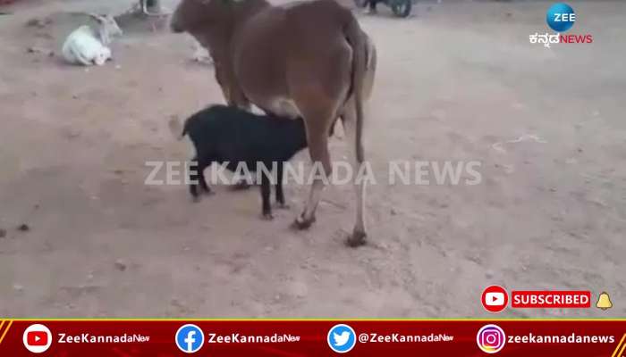 Cow feeding milk to Pig in Yadagiri 