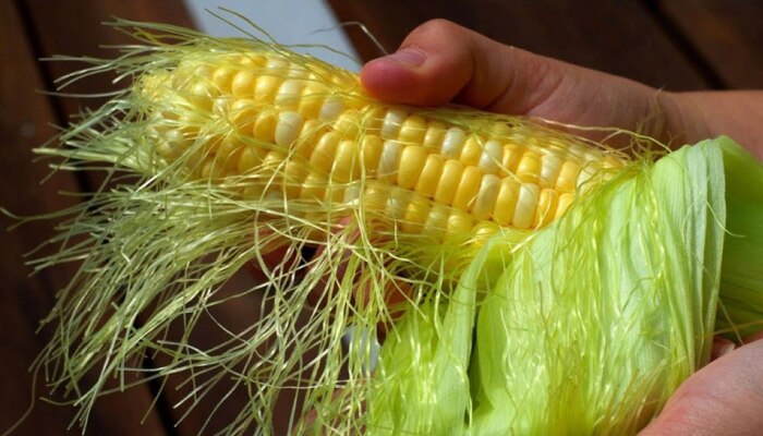 Corn Silk: ಮೆಕ್ಕೆ ಜೋಳದ ಜುಟ್ಟಿನಲ್ಲಡಗಿದೆ ಆರೋಗ್ಯದ ಗುಟ್ಟು
