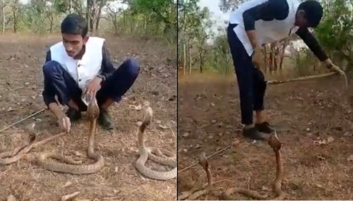 Viral Video: 3 ಹಾವುಗಳ ಜೊತೆ ಯುವಕನ ಸ್ಟಂಟ್, ನಾಗರಾಜ ತಿರುಗಿಬಿದ್ದಾಗ ಏನಾಯ್ತು? title=