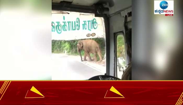 elephant attack in tamil nadu