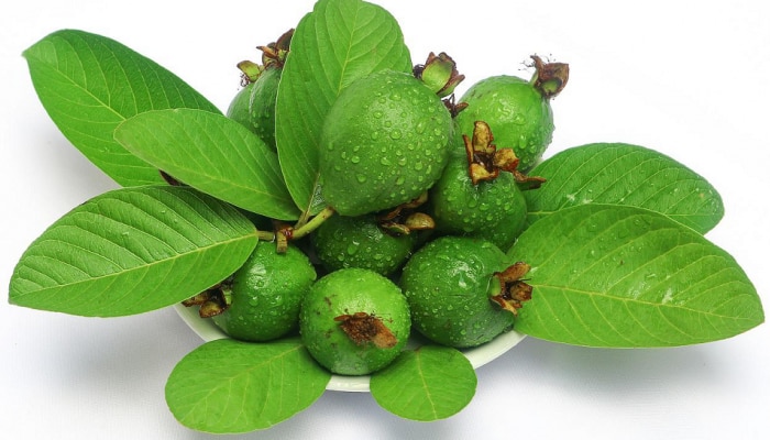 Guava Leaf Benefits: ಸಕ್ಕರೆ ಕಾಯಿಲೆ ಇರುವವರಿಗೆ ಸೀಬೆಹಣ್ಣು ಮತ್ತು ಎಲೆಗಳು ರಾಮಬಾಣ