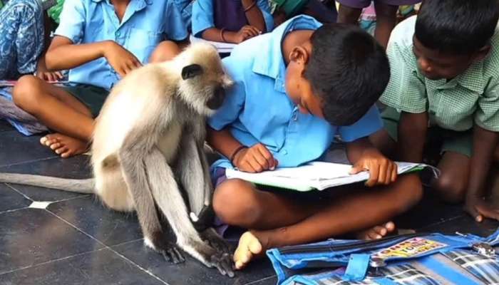 Monkey Video : ಶಾಲೆಗೆ ಬಂದ ಮಂಗಣ್ಣ.! ವಿದ್ಯಾರ್ಥಿ ಪಕ್ಕ ಕುಳಿತು ಮಾಡಿದ ಕಿತಾಪತಿ ನೋಡಿ  title=