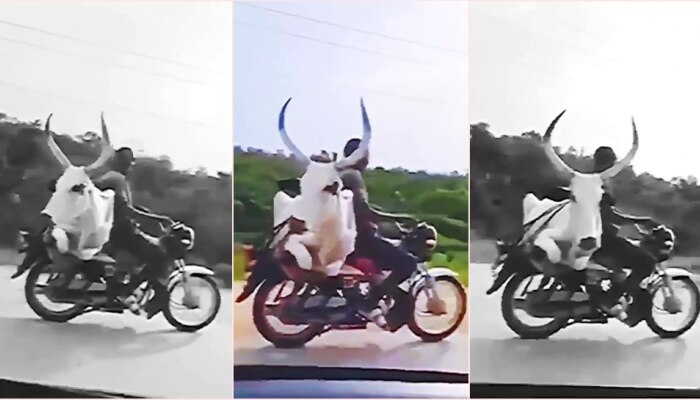 Viral Video : ಬೈಕಿನ ಹಿಂಬದಿ ಸೀಟಲ್ಲಿ ಎತ್ತು ಕಟ್ಟಿ ಕೂರಿಸಿ ವೇಗವಾಗಿ ಸವಾರಿ ಮಾಡಿದ ಭೂಪ  title=