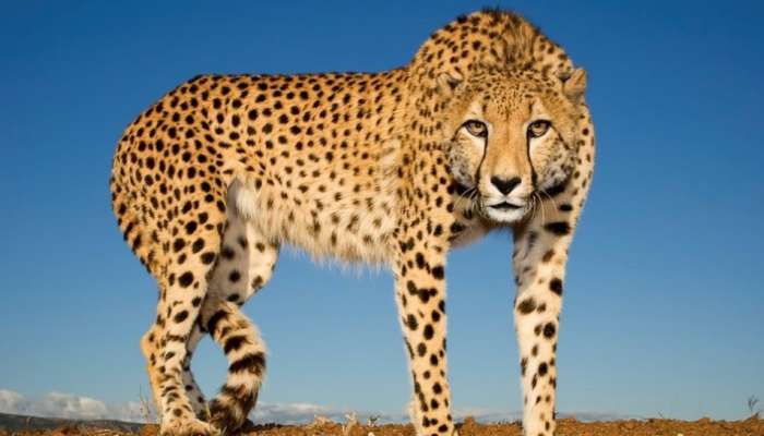 Cheetah For India: ಪ್ರಧಾನಿ ಹುಟ್ಟುಹಬ್ಬದಂದು ಭಾರತಕ್ಕೆ ವಿಶ್ವದ ಅತೀ ವೇಗದ ಚಿರತೆಗಳ ಆಗಮನ:70 ವರ್ಷಗಳ ಬಳಿಕ ಈ ಸೋಜಿಗ