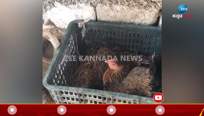 Chicken fight with cobras video viral