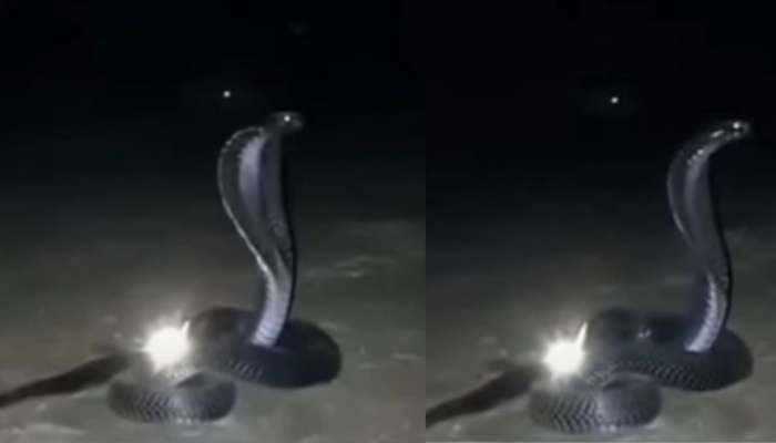 King Cobra with Nagamani : ನಾಗಮಣಿ ರಕ್ಷಿಸುತ್ತಿರುವ ಕಿಂಗ್ ಕೋಬ್ರಾ.. ಅಪರೂಪದ ದೃಶ್ಯ ವೈರಲ್!  title=