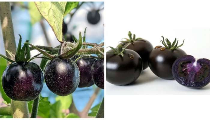 Purple Tomato: ಮಾರುಕಟ್ಟೆಗೆ ಕಾಲಿಡುತ್ತಿವೆ ನೇರಳೆ ಟೊಮ್ಯಾಟೋ ! ಕ್ಯಾನ್ಸರ್, ಮಧುಮೇಹದಿಂದ ನೀಡುವುದು ಸಂಪೂರ್ಣ ರಕ್ಷೆ  title=