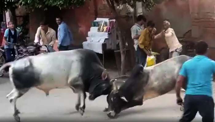 Bull Fight Video: ನಡು ರಸ್ತೆಯಲ್ಲೇ ನಡೆಯಿತು ಗೂಳಿಗಳ ನಡುವೆ ಭಾರೀ ಕಾಳಗ.!   title=