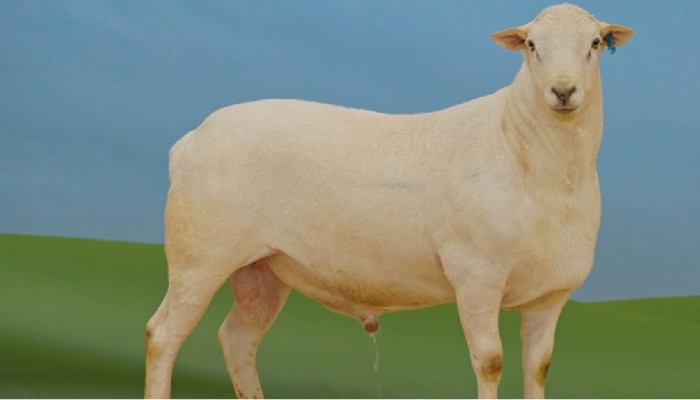 Most Expensive Sheep : ಈ ಕುರಿಯ ಬೆಲೆ ಕೇಳಿದ್ರೆ ಬೆಚ್ಚಿ ಬೀಳ್ತಿರಾ! ಬರೋಬ್ಬರಿ ₹2 ಕೋಟಿ
