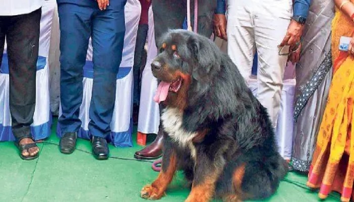 Expensive Dog : ₹10 ಕೋಟಿ ಮೌಲ್ಯದ ನಾಯಿ ನೋಡಲು ಮುಗಿಬಿದ್ದ ಜನ!
