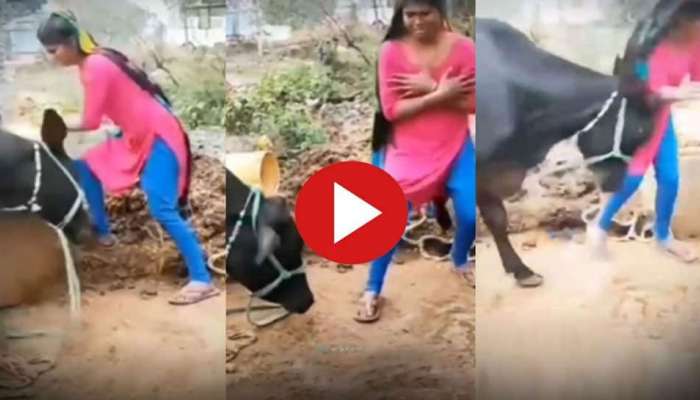 buffelo gets irritated from girls dance and threw her away funny viral video | Funny Viral Video : ಹುಡುಗಿಯ ನೃತ್ಯದಿಂದ ಬೇಸತ್ತ ಎಮ್ಮೆ ಕಲಿಸಿತು ಸರಿಯಾದ ಪಾಠ .!Viral News in Kannada buffelo gets irritated from girls dance and threw her away funny viral video | Funny Viral Video : ಹುಡುಗಿಯ ನೃತ್ಯದಿಂದ ಬೇಸತ್ತ ಎಮ್ಮೆ ಕಲಿಸಿತು ಸರಿಯಾದ ಪಾಠ .!Viral News in Kannada