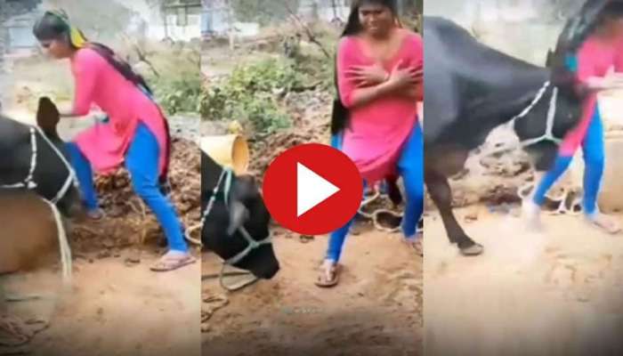 Funny Viral Video : ಹುಡುಗಿಯ ನೃತ್ಯದಿಂದ ಬೇಸತ್ತ ಎಮ್ಮೆ ಕಲಿಸಿತು ಸರಿಯಾದ ಪಾಠ .!