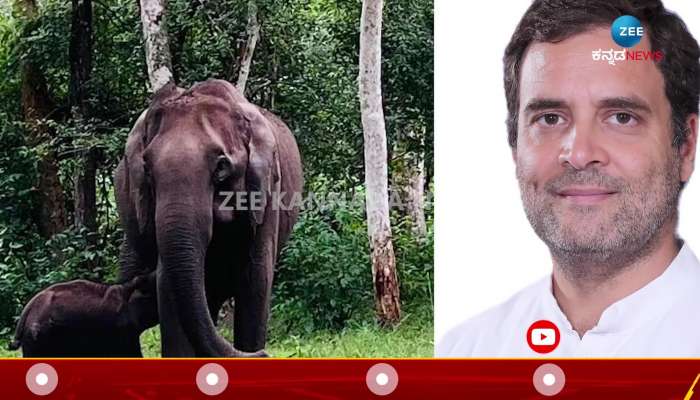 CM Basavaraj Bommai reacted over Rahul gandhi letter on elephant injured