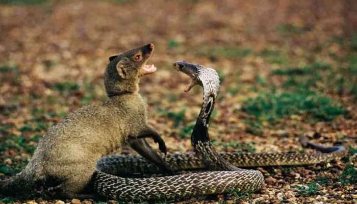 Snake & Mongoose Fight: ರಸ್ತೆ ಮಧ್ಯೆ ಹಾವು - ಮುಂಗುಸಿ ಕಾದಾಟ, 5 ನಿಮಿಷಗಳ ಹೋರಾಟದಲ್ಲಿ ಗೆದ್ದವರು ಯಾರು? title=