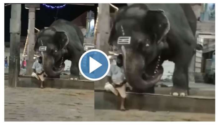 Viral Video : ಮಾವುತನ ಪಿಸು ಮಾತು ಕೇಳಲು ಮಂಡಿಯೂರಿದ ಗಜರಾಜ   title=