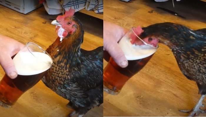 Drunken Hen Funny video went viral on social media | ಎಣ್ಣೆ ಏಟಲ್ಲಿ ಈ ಕೋಳಿ ಮಾಡಿದ್ದೇನು ನೋಡಿ.! ಎದ್ದುಬಿದ್ದು ನಗ್ತೀರಾ Viral News in Kannada Drunken Hen Funny video went viral on social media | ಎಣ್ಣೆ ಏಟಲ್ಲಿ ಈ ಕೋಳಿ ಮಾಡಿದ್ದೇನು ನೋಡಿ.! ಎದ್ದುಬಿದ್ದು ನಗ್ತೀರಾ Viral News in Kannada