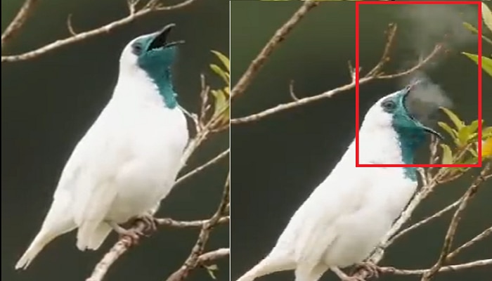 Smoking Bird Viral Video: ಬಾಯಿಯಿಂದ ಹೊಗೆ ಬಿಡುವ ಇಂತಹ ಪಕ್ಷಿಯನ್ನು ಎಲ್ಲಾದರೂ ನೋಡಿದ್ದೀರಾ?