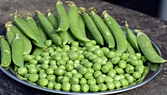 Benefits Of Green Peas: ಡಯಾಬಿಟಿಸ್, ಕೊಲೆಸ್ಟ್ರಾಲ್ ಕಾಯಿಲೆಗಳಿಗೆ ರಾಮಬಾಣ ಹಸಿರು ಬಟಾಣಿ