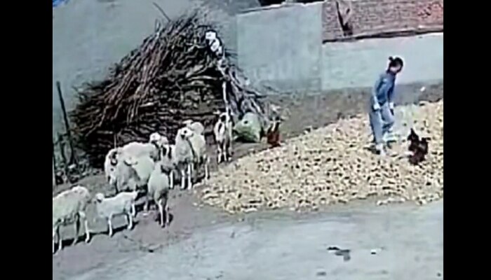 Viral Video: ಕೋಳಿಗೆ ಕಲ್ಲು ಹೊಡೆಯಲು ಹೋದ ಮಹಿಳೆ, ಹಿಂದಿನಿಂದ ಬಂದ ಟಗರು ಮಾಡಿದ್ದೇನು ನೀವೇ ನೋಡಿ