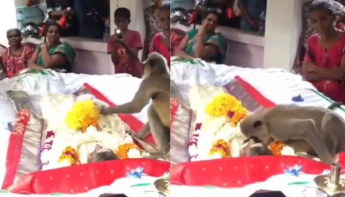 Viral Video: ವ್ಯಕ್ತಿಯ ಅಂತ್ಯಕ್ರಿಯೆಗೆ ಬಂದ ಮಂಗ.. ಮುತ್ತು ಕೊಟ್ಟು ಭಾವುಕ ವಿದಾಯ