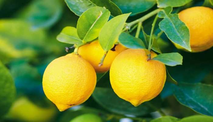 Lemon Health Benefits: ಮಧುಮೇಹಕ್ಕೆ ಈ ಹಳದಿ ಬಣ್ಣದ ಹಣ್ಣು ರಾಮಬಾಣವಿದ್ದಂತೆ! title=