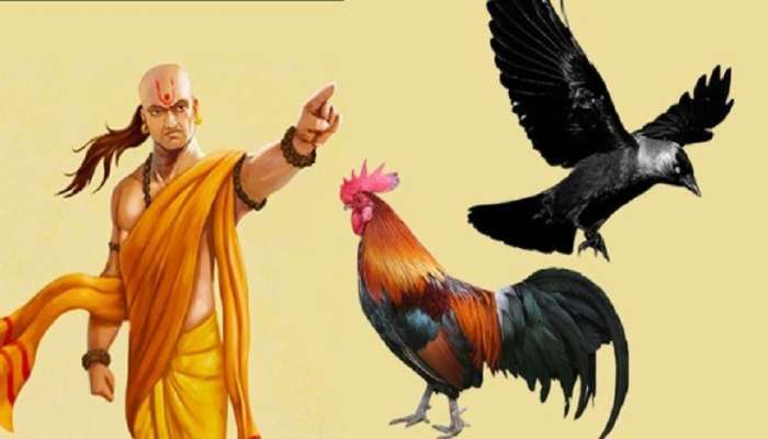 Chanakya Niti: ಕೋಳಿಯ ಈ ಗುಣವನ್ನು ಅಳವಡಿಸಿಕೊಂಡರೆ ಶತ್ರುಕಾಟ ನಿವಾರಣೆ ಖಂಡಿತ title=