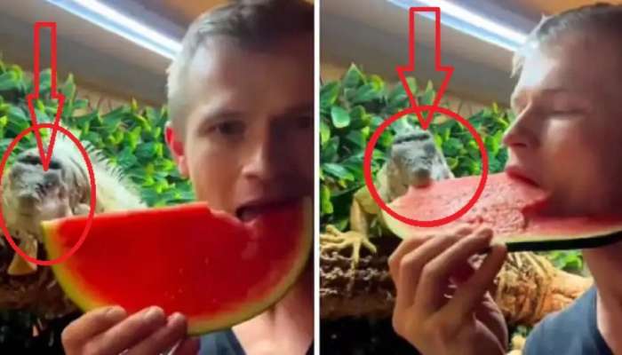 Lizard Eating Watermelon: ಯುವಕನೊಂದಿಗೆ ಕಲ್ಲಂಗಡಿ ತಿನ್ನುತ್ತೆ ಈ ಹಲ್ಲಿ!