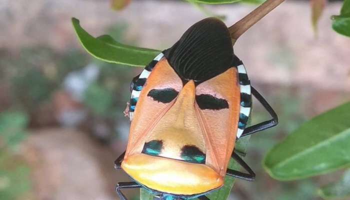 Insect resembling Hitler face: ಹಿಟ್ಲರ್ ಮುಖ ಹೋಲುತ್ತಿದೆ ಈ ಅಪರೂಪದ ಕೀಟ: ನಿಜವೇ? ಎಂದು ಈಗಲೇ ಪರೀಕ್ಷಿಸಿ title=