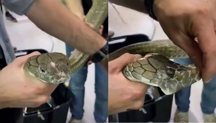 Snake Video : ಹಾವಿನ ಚರ್ಮ ಹೀಗೆ ಬದಲಾಗುತ್ತದೆ! ಪೊರೆಬಿಡುವ ವಿಚಿತ್ರ ದೃಶ್ಯ ನೋಡಿದ್ರೆ ಶಾಕ್‌ ಆಗ್ತೀರಾ