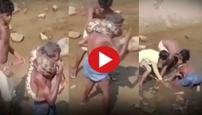 Video Viral : ಕುತ್ತಿಗೆಗೆ ಸುತ್ತಿಕೊಂಡು ಜೀವಂತವಾಗಿ ನುಂಗಲು ಆರಂಭಿಸಿದ ಹೆಬ್ಬಾವು! ಮುಂದೇನಾಯ್ತು?