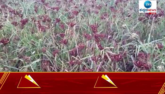 Rain causing crop loss in kolar 