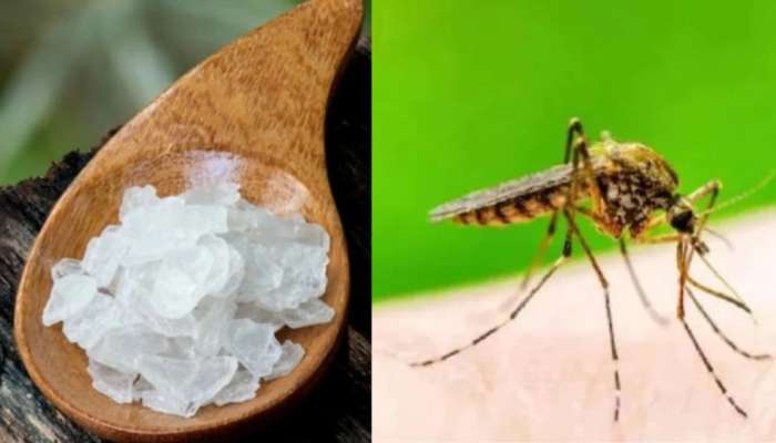 Remedy for mosquito: ಕೇವಲ 5 ರೂಪಾಯಿಯ ಈ ವಸ್ತುವಿನಿಂದ ಸೊಳ್ಳೆಗಳನ್ನು ಹೊಡೆದೋಡಿಸಿ.. ಇಲ್ಲಿದೆ ಸಿಂಪಲ್‌ ಟ್ರಿಕ್‌!