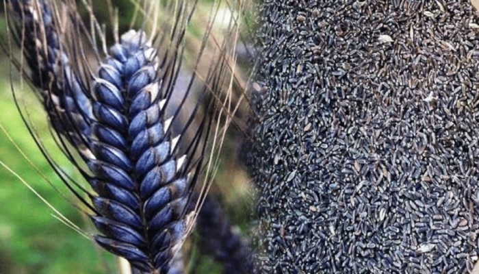 Black Wheat Benefits: ರೈತರ &#039;ಕಪ್ಪು ಚಿನ್ನ&#039; ಎಂದೇ ಕರೆಯಲಾಗುವ ಈ ಗೋದಿಯ ಆರೋಗ್ಯಕರ ಲಾಭಗಳು ನಿಮಗೆ ತಿಳಿದಿವೆಯೇ?