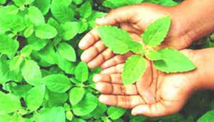 Tulsi Dry Leaves Tips: ಒಣ ತುಳಸಿ ಎಲೆಗಳ ಈ ಪರಿಹಾರದಿಂದ ನಿಮ್ಮ ಅದೃಷ್ಟವೇ ಬದಲಾಗುತ್ತೆ 