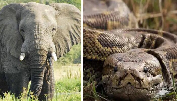 Python Elephant Fight: ಹೆಬ್ಬಾವು ಆನೆಯನ್ನೂ ನುಂಗಿ ಹಾಕಬಲ್ಲದು! ನಿಜಾನಾ?