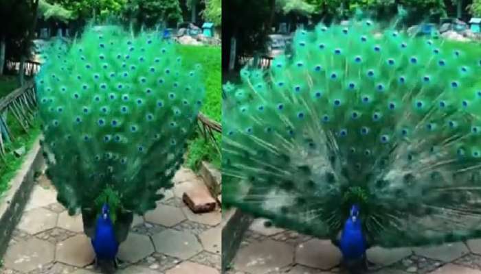 Peacock Viral Video: ಹಚ್ಚ ಹಸಿರಿನ ಮಧ್ಯೆ ಗರಿಬಿಚ್ಚಿ ಕುಣಿದಾಡಿದ ನವಿಲು: ಎಷ್ಟೊಂದು ಸುಂದರ ಈ ದೃಶ್ಯ