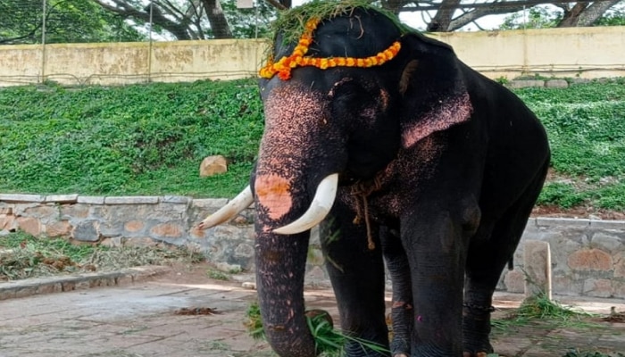 ಕಾಡಾನೆ ದಾಳಿಗೆ ಗೋಪಾಲಸ್ವಾಮಿ ಎನ್ನುವ ದಸರಾ ಆನೆ ಸಾವು title=