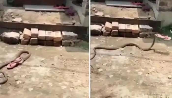 Snake Viral Video: ಗೆಳತಿ ನಾಗಿಣಿಗಾಗಿ ಚಪ್ಪಲಿ ಕಳ್ಳತನ ಮಾಡಿ ಎಸ್ಕೇಪ್ ಆದ ನಾಗಪ್ಪ!! ವಿಡಿಯೋ ನೋಡಿ title=