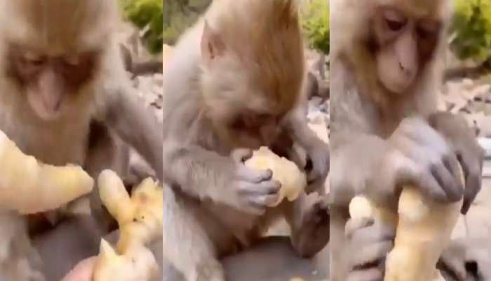Monkey Video : ಕೋತಿ ಕೈಗೆ ಶುಂಠಿ ಕೊಟ್ರೆ ಏನಾಗುತ್ತೆ? ಈ ವಿಡಿಯೋ ನೋಡಿ ಗೊತ್ತಾಗುತ್ತೆ!