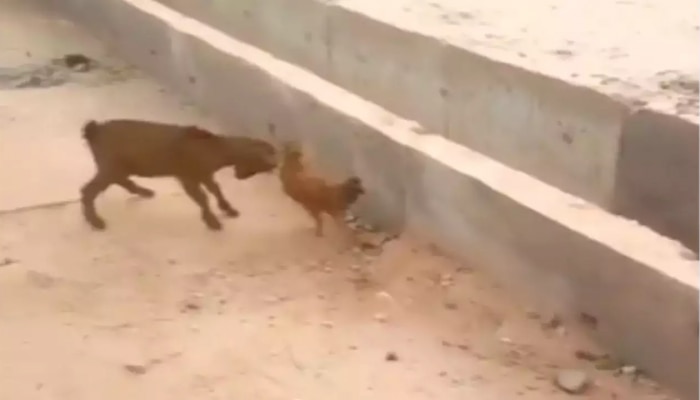 Funny Video: goat chicken fight funny video goes viral on social media Funny  Video: ಮೇಕೆ ಮರಿ ಮುಂದೆ ಹಾರಾಡಿ ಕೆಣಕಿದ ಕೋಳಿ, ಕಲಿತ ಪಾಠ ಲೈಫ್ ಲಾಂಗ್ ಮರೆಯಲ್ಲ |  Viral News in Kannada