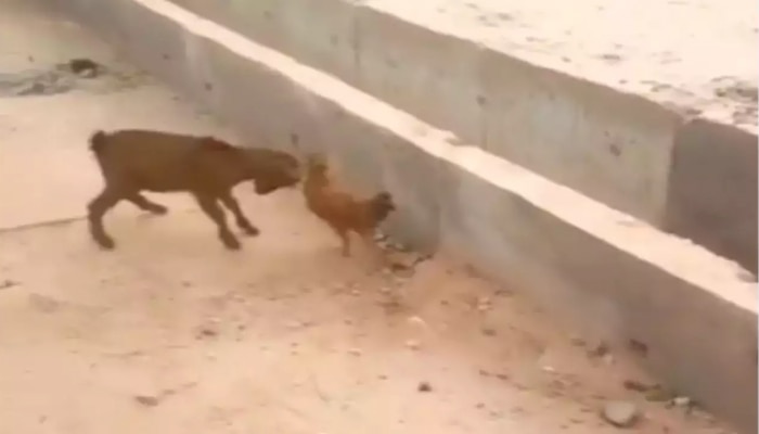 Funny Video: goat chicken fight funny video goes viral on social media Funny Video: ಮೇಕೆ ಮರಿ ಮುಂದೆ ಹಾರಾಡಿ ಕೆಣಕಿದ ಕೋಳಿ, ಕಲಿತ ಪಾಠ ಲೈಫ್ ಲಾಂಗ್ ಮರೆಯಲ್ಲ | Viral News in Kannada Funny Video: goat chicken fight funny video goes viral on social media Funny Video: ಮೇಕೆ ಮರಿ ಮುಂದೆ ಹಾರಾಡಿ ಕೆಣಕಿದ ಕೋಳಿ, ಕಲಿತ ಪಾಠ ಲೈಫ್ ಲಾಂಗ್ ಮರೆಯಲ್ಲ | Viral News in Kannada