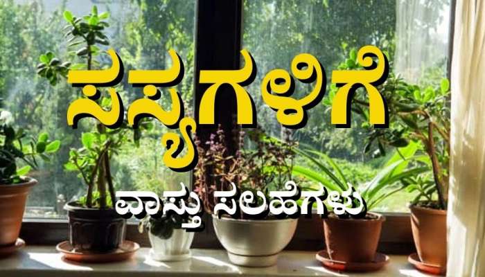 Vastu Tips for Plants: ಕುಟುಂಬವನ್ನು ವಿನಾಶದತ್ತ ದೂಡುವ ಈ ಸಸ್ಯಗಳನ್ನು ಎಂದಿಗೂ ಮನೆಯಲ್ಲಿ ನೆಡಲೇಬಾರದು  title=