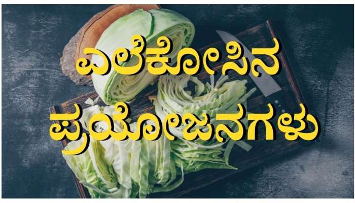 Cabbage Benefits: ಎಲೆಕೋಸು ಸೇವನೆಯಿಂದ ಈ ಆರೋಗ್ಯ ಸಮಸ್ಯೆಗಳಿಂದ ದೂರ ಉಳಿಯಬಹುದು 