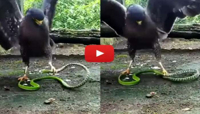 Snake Video : ಕಚ್ಚಲು ಬಂದ ಹಾವನ್ನು ತುಳಿದು ಕೊಂದ ವಿಚಿತ್ರ ಪಕ್ಷಿ 