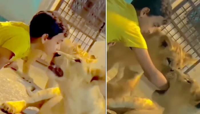 Viral Video: ಸಿಂಹದ ಜೊತೆ ಬಾಲಕನ ಆಟ! ಬಾಯಿಗೆ ಕೈ ಹಾಕಿ ತುಂಟಾಟ 