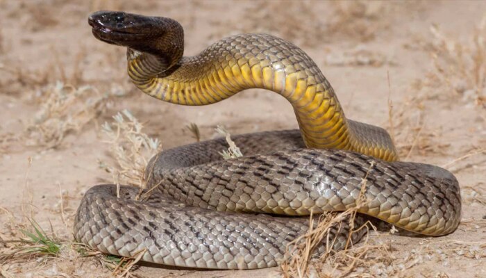 World's Most Venomous Snake: ಒಂದೇ ಏಟಿಗೆ 100 ಜನರನ್ನು ಮಸಣಕ್ಕಟ್ಟುತ್ತಂತೆ ಈ ಹಾವು title=