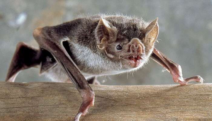 Bats : ಬಾವಲಿಗಳು ಮನೆಗೆ ಬರುವುದು ಶುಭವೋ! ಅಶುಭವೋ?